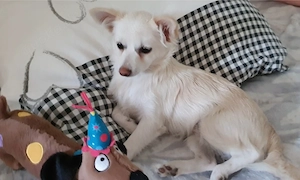 Pomchi Chihuahua  Mädchen 