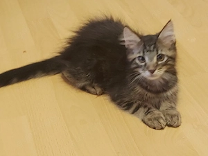 Main-coon kitten  2  (kater ) 