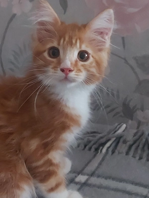 Main-coon kitten  (kater ) 