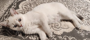 Katzen suchen ein neues Zuhause 