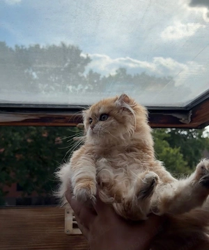 blh kitten 