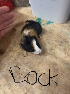 Junge Meerschweinchen abzugenen 