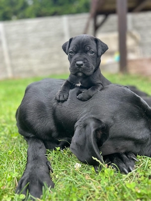 Reinrassige Cane Corso Welpen abzugeben