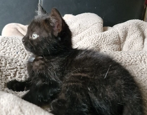 Katzenbabys suchen ein Zuhause 
