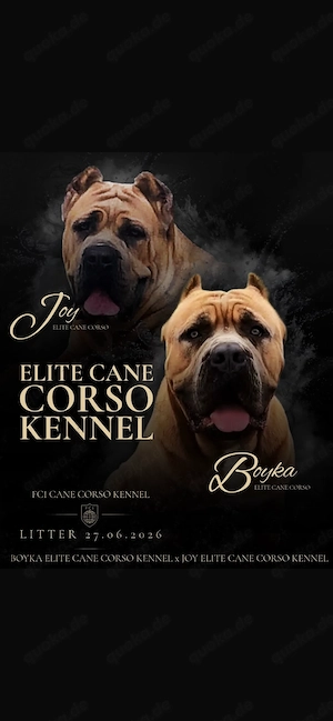 Cane Corso Welpen - Qualitative Zucht