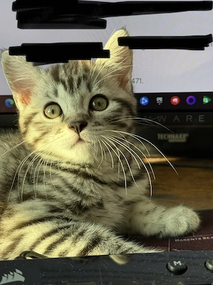 Kitten zu verkaufen!!