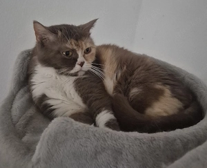 BKH Katze mit Stammbaum 