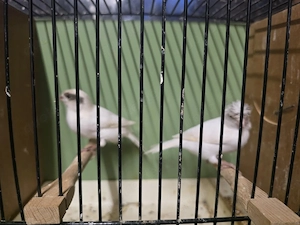 kanarienvogel 