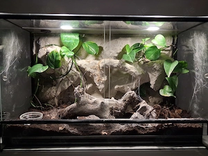 Vogelspinne inkl terrarium 