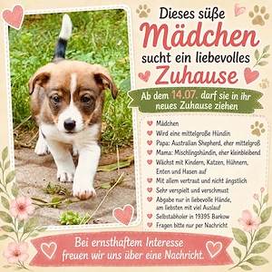    Liebevolles Hunde-Mädchen sucht ein schönes Zuhause   