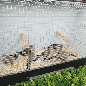 bourkesittiche