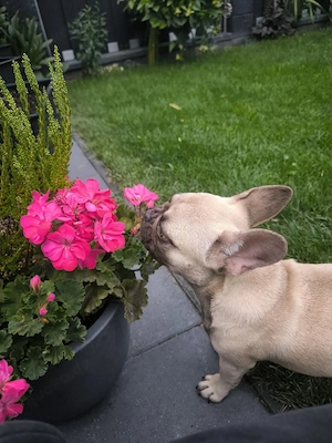 Französische Bulldoggen