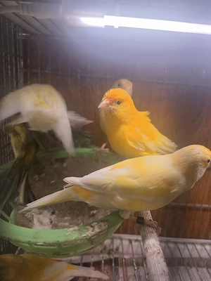 kanarienvogel 