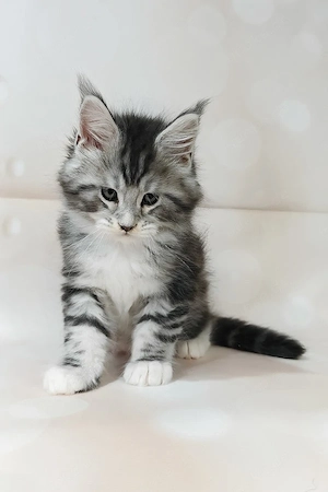 Ein süßes, 3 Monate altes Maine-Coon-Kätzchen sucht ein liebevolles Zuhause für immer.
