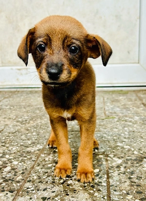    Liebevolles Hunde-Mädchen sucht ein schönes Zuhause   