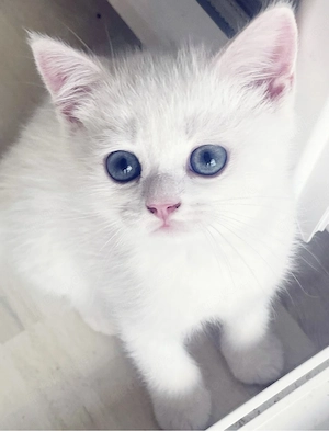 2 Süße BKH Kitten suchen "" dringend ab sofort "" ein liebevolles Zuhause