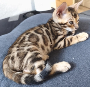 Wunderschöner Bengalkater mit Stammbaum und Zuchterlaubniss 