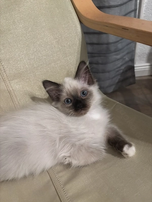 Heilige Birma, phantastische Katzenbabys