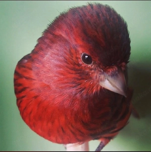 kanarienvogel 