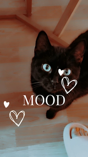 Katze abzugeben freigänger 