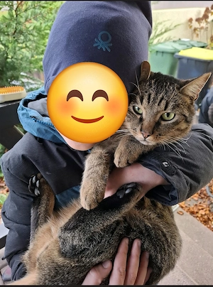 Liebevoller kastrierter Kater sucht ein neues Zuhause