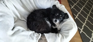 Bella, a.d.Tierschutz, sucht lieben Altersruhesitz 