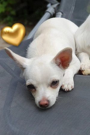 Chihuahua Welpe Hündin weiß 