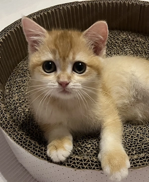 BKH Kitten Golden Stammbaum ABHOLBEREIT Geimpft 