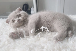 2 zuckersüße BKH-BLH Kitten sind ab sofort bereit für ihr neues Zuhause.