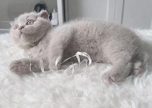 2 zuckersüße BKH-BLH Kitten sind ab sofort bereit für ihr neues Zuhause.