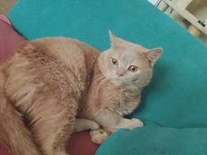 BKH Kater reinrassig 