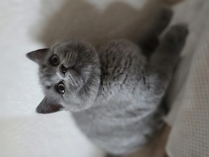 Hurra! Wir sind abholbereit! BKH Kitten abzugeben.