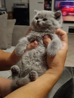 Baby Kätzchen 