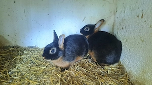 Zwergkaninchen 