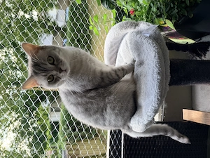 Britisch Kurzhaar Katze in liebevolle Hände abzugeben