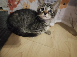 Babykatzen 