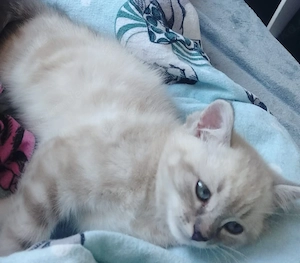 Zwei wunderschöne KITTEN 