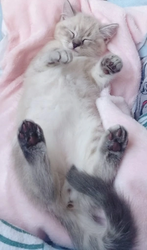 Zwei wunderschöne Katzen abzugeben 