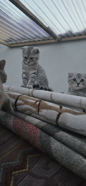 5 katzen Sehr süß