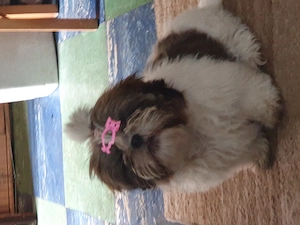 Shih Tzu Welpen suchen noch