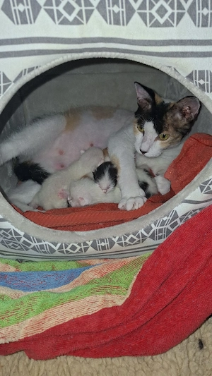 Katzenbaby Mix Mama Sphynx und Papa Perserkater. 