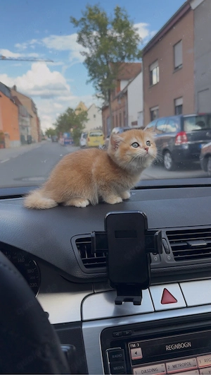 Golden Shaded Katzenbaby 