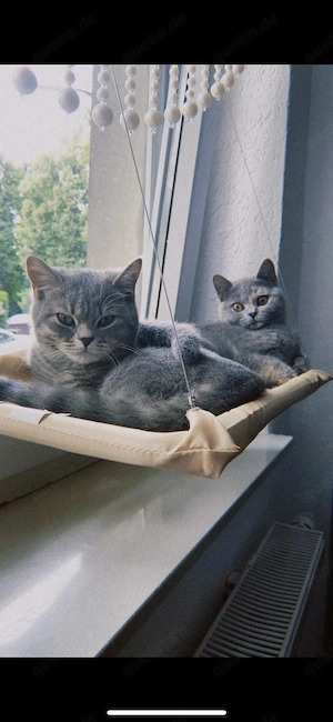 BKH Katzen abzugeben