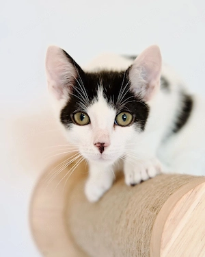 Katzenkinder von Tierarztin in liebevolle Hände abzugeben! 