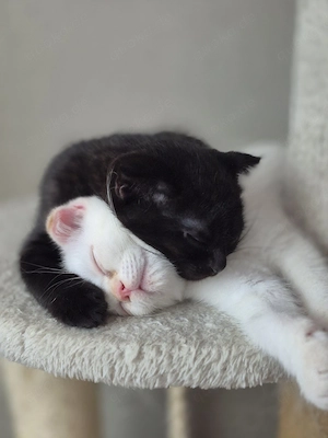 Katzenbabys