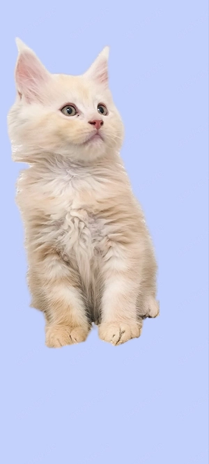 Wunderschöne Maine Coon Kitten creme 