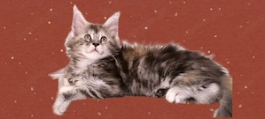 Wunderschöne Maine Coon Kitten creme 