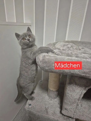 Reinrassige BKH-Kitten. Abgabebereit. 