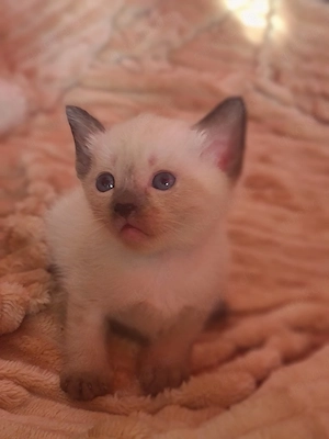 Reinrassige Siam Kitten