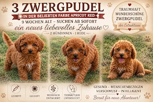 Zwergpudel welpen Apricot red 